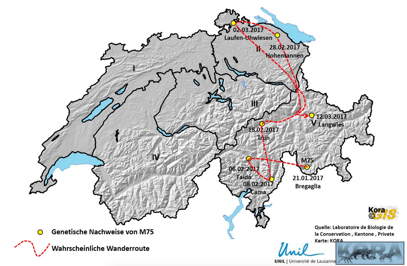 Die Raubtour von M75: Wölfe können grosse Strecken hinter sich legen. (Bild zVg)