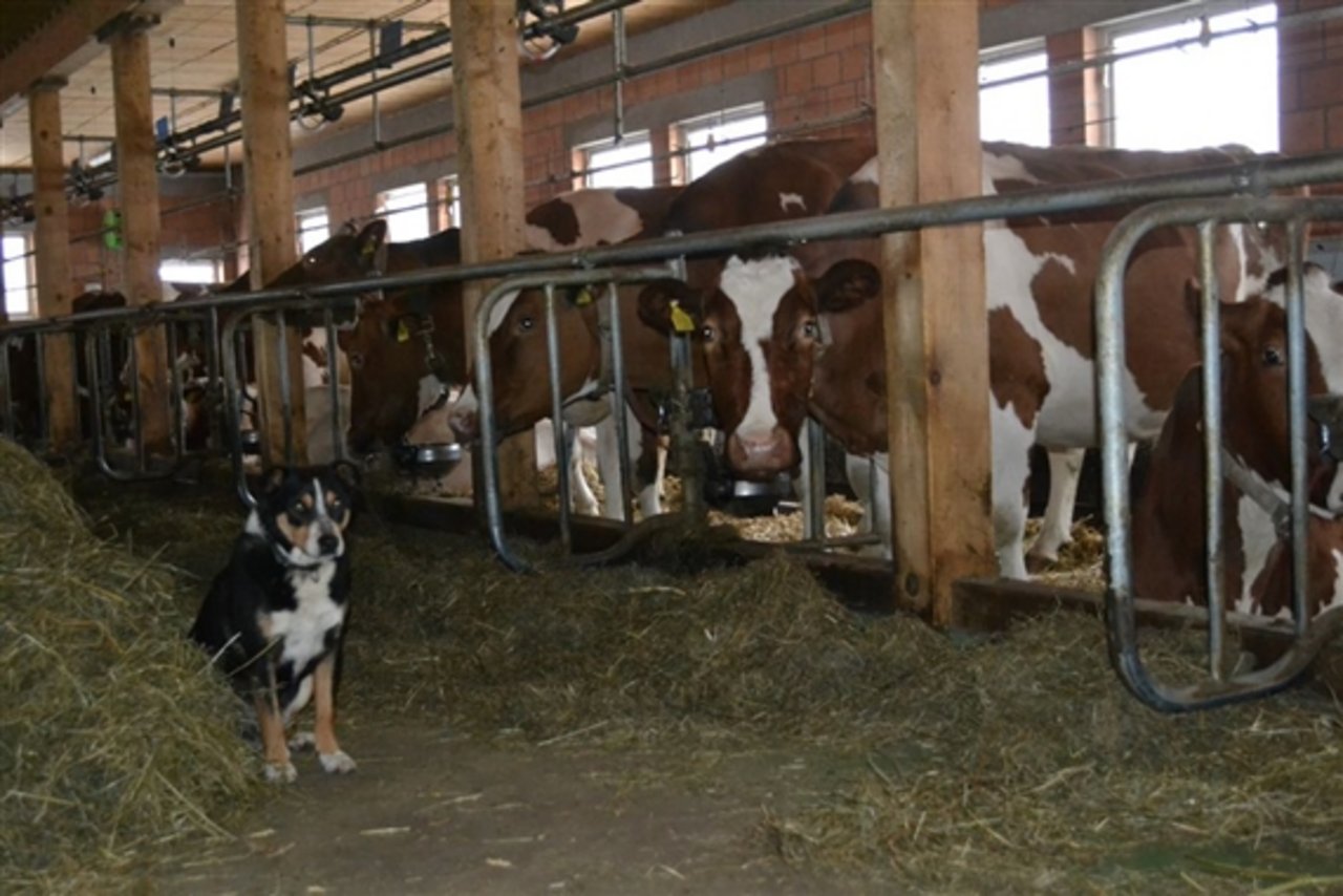 Nach Auffassung der deutschen Bundesländer stellt die ganzjährige Anbindehaltung von Rindern kein tiergerechtes Haltungssystem dar. (Symbolbild Julia Overney)