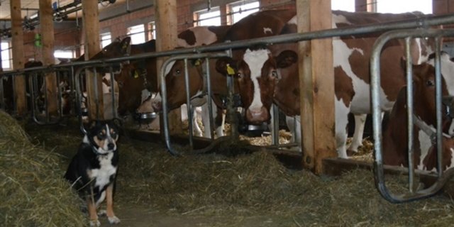 Nach Auffassung der deutschen Bundesländer stellt die ganzjährige Anbindehaltung von Rindern kein tiergerechtes Haltungssystem dar. (Symbolbild Julia Overney)