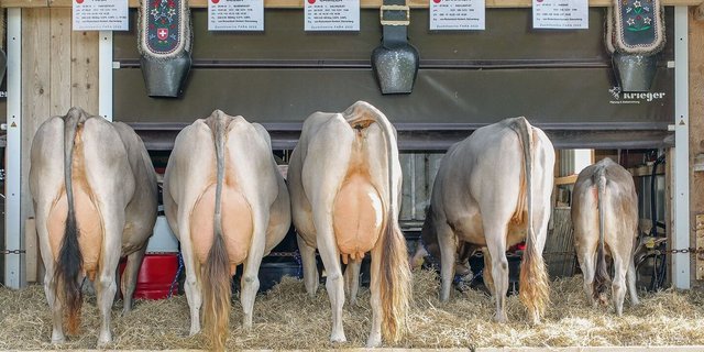 Norbert von Rickenbach erzielte mit den Nachkommen von Fantastic Fara ausgezeichnete 91 Punkte und damit das national beste Ergebnis.