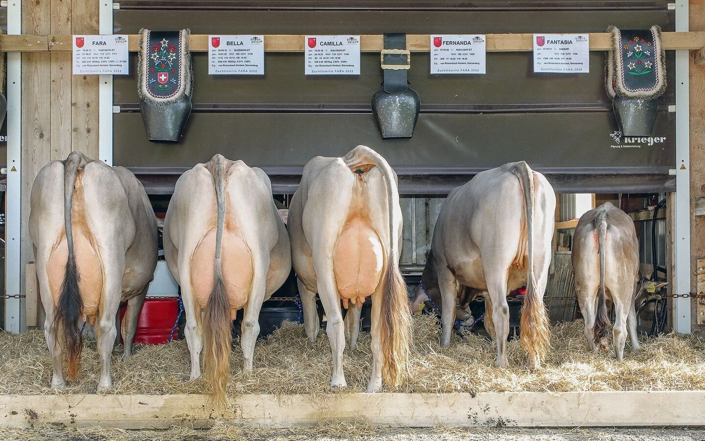 Norbert von Rickenbach erzielte mit den Nachkommen von Fantastic Fara ausgezeichnete 91 Punkte und damit das national beste Ergebnis.