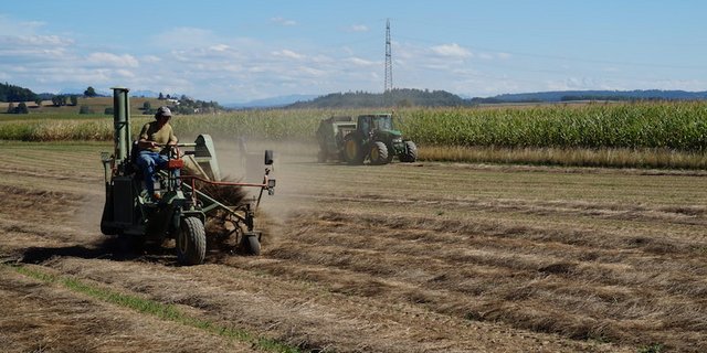 Mit einem speziellen Wender wird das Flachsstroh mehrmals gewendet bis es geröstet ist. (Bilder zVg)