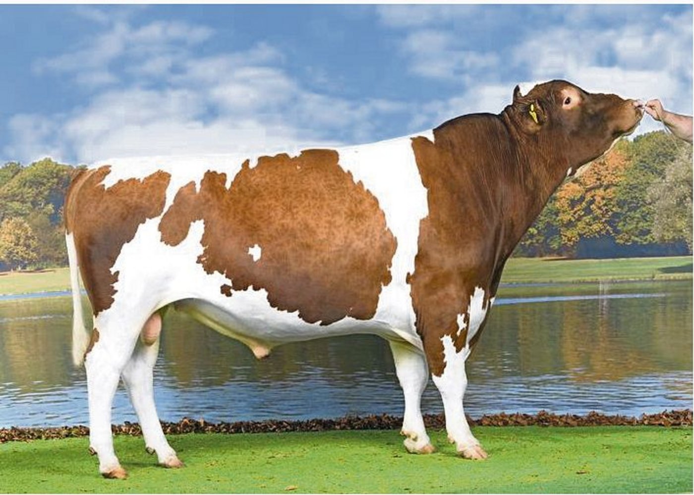 Goran Floran figuriert mit einem Iset von 1247 auf dem zweiten Rang beim Swiss Fleckvieh.