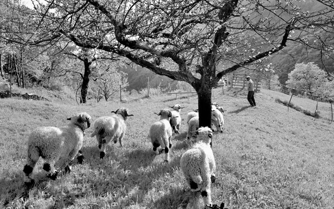 «Kann ein Schaf Panettone essen? Ja, wenn es italienisch ist»: Zuletzt (hier im März 2023) war Pinaki vermehrt im Wallis tätig.