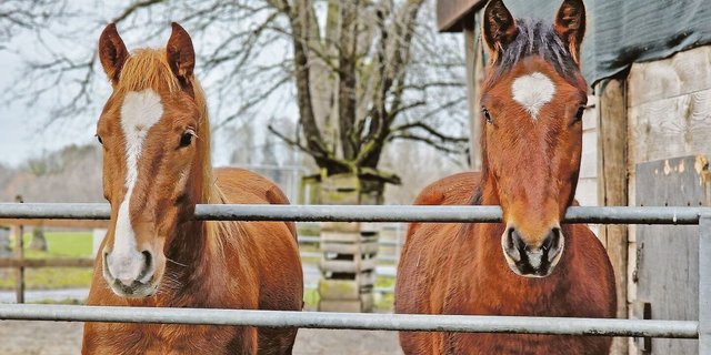 Die Pferdehaltung ist für viele Landwirtschaftsbetriebe eine sichere Einnahmequelle. Die Preise für Pensionsplätze bewegen sich je nach Region und Infrastruktur zwischen 500 und 1200 Franken pro Monat und Pferd.