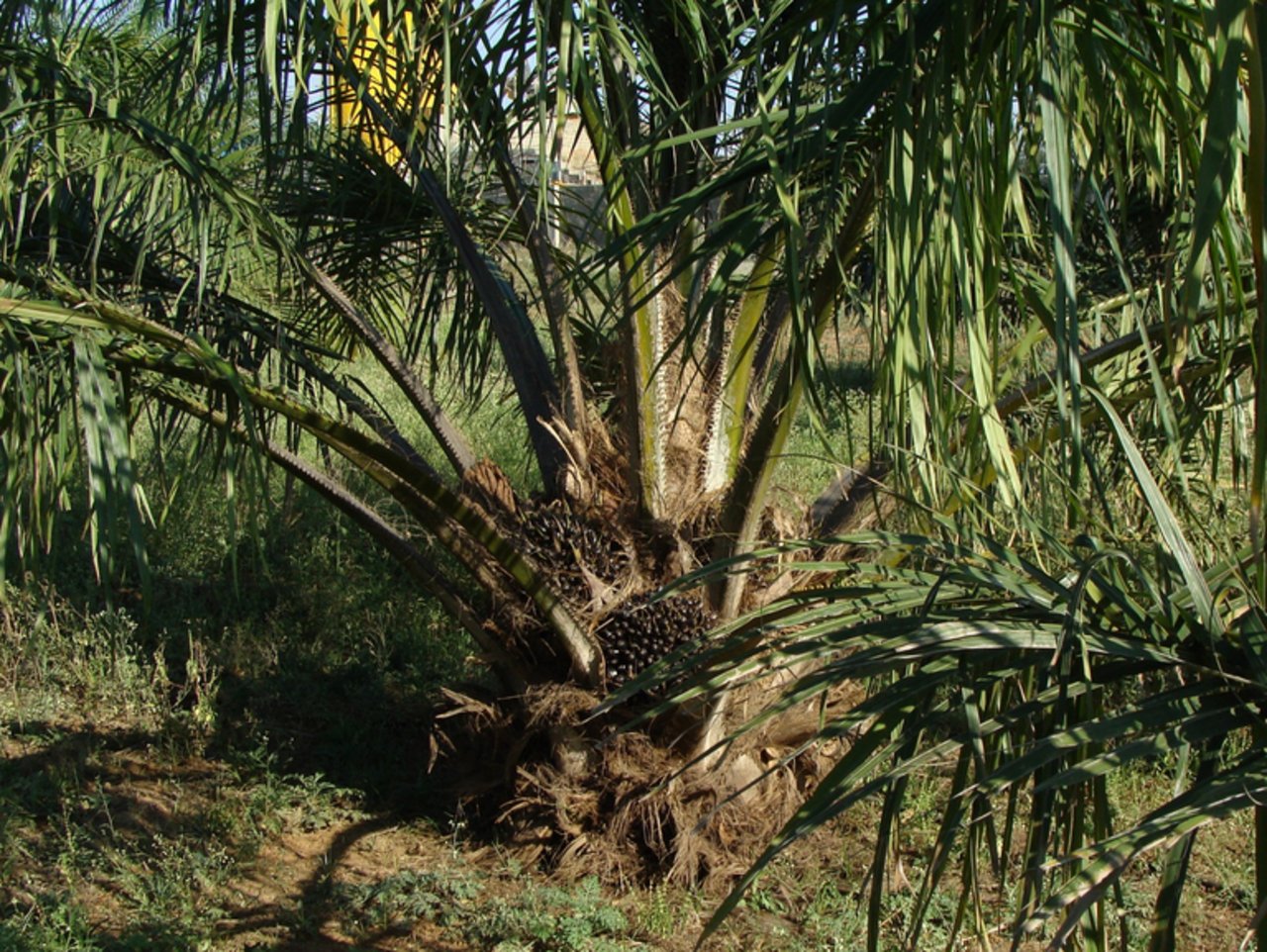 Kein Palmöl mehr im Futtermittel. (Bild zvg)