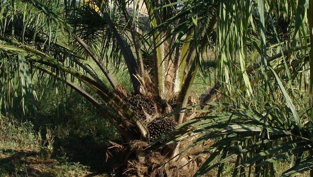 Kein Palmöl mehr im Futtermittel. (Bild zvg)