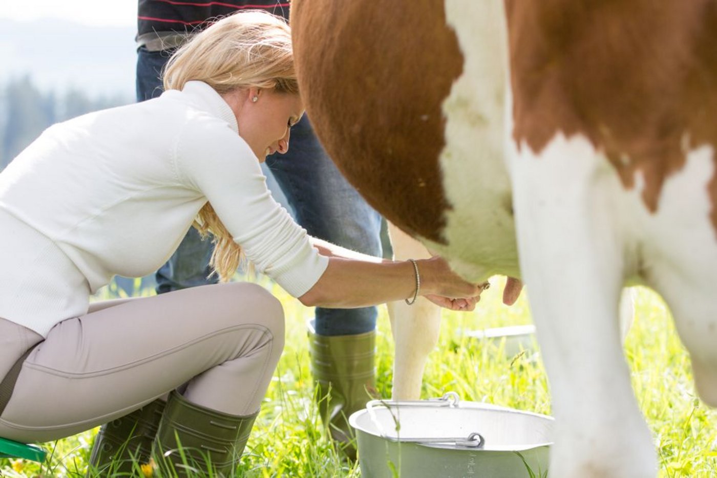 Sie versucht sich im Melken von Hand. 