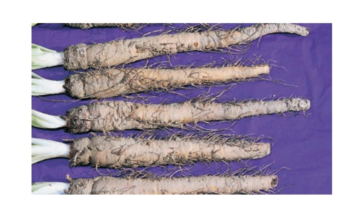 Haferwurz gibt es für 3.95 pro Samentütchen. (Bild: www.zollinger.bio)