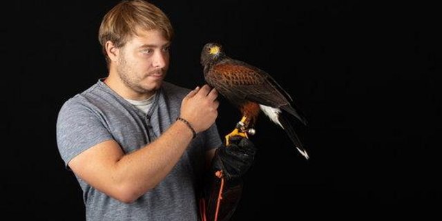 Falkner Ben Gregor-Smith schätzt die Arbeit seiner Wüstenbussarde bei der Krähenbekämpfung. (Bild Dominik Ostertag)