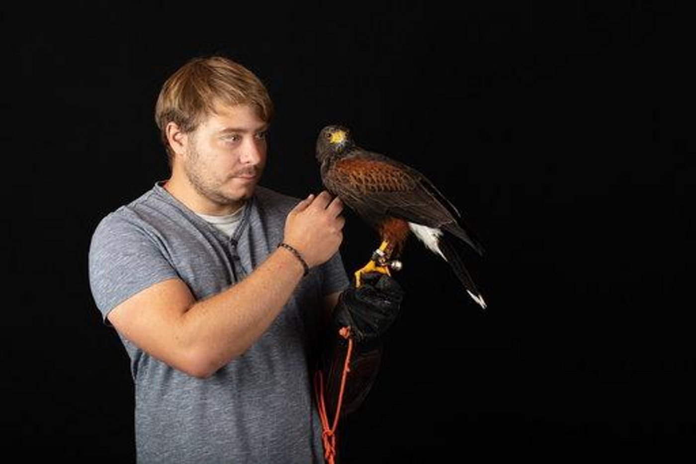 Falkner Ben Gregor-Smith schätzt die Arbeit seiner Wüstenbussarde bei der Krähenbekämpfung. (Bild Dominik Ostertag)