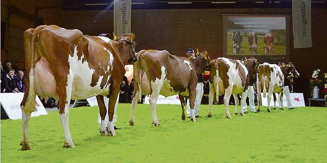 Töchter von gewissen Stieren, haben eine tiefe Lebendgeburtenrate. Dazu zählen zum Beispiel Isor, Absolute, oder das Odyssey- und das Ladd-Blut.(Bild pf)