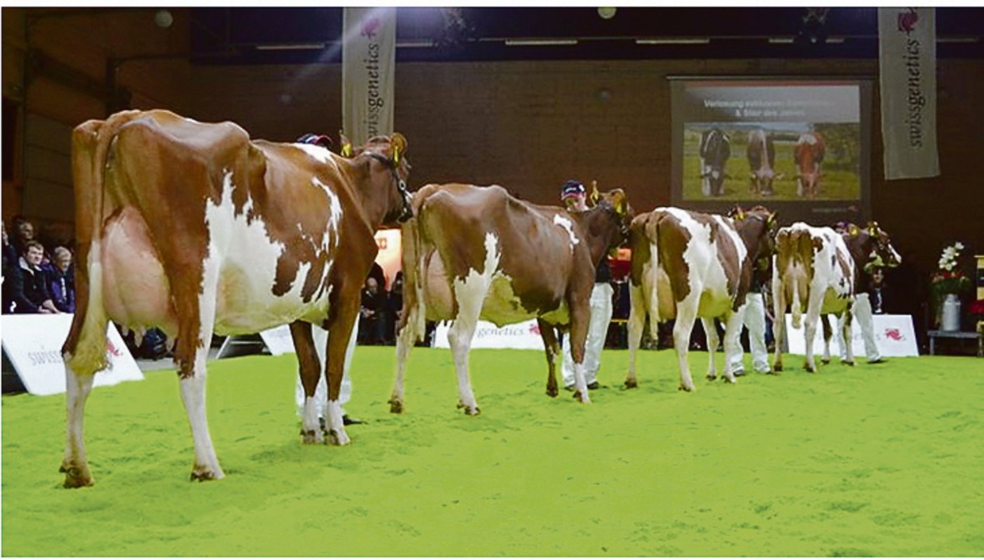 Töchter von gewissen Stieren, haben eine tiefe Lebendgeburtenrate. Dazu zählen zum Beispiel Isor, Absolute, oder das Odyssey- und das Ladd-Blut.(Bild pf)