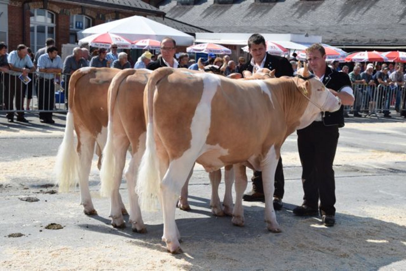 Zum erstenmal wurde auch einen Betriebscup durchgeführt. Dieser gewann der Betrieb von Hansueli Brügger aus Frutigen BE mit seinen drei reinen Simmentalerstieren.