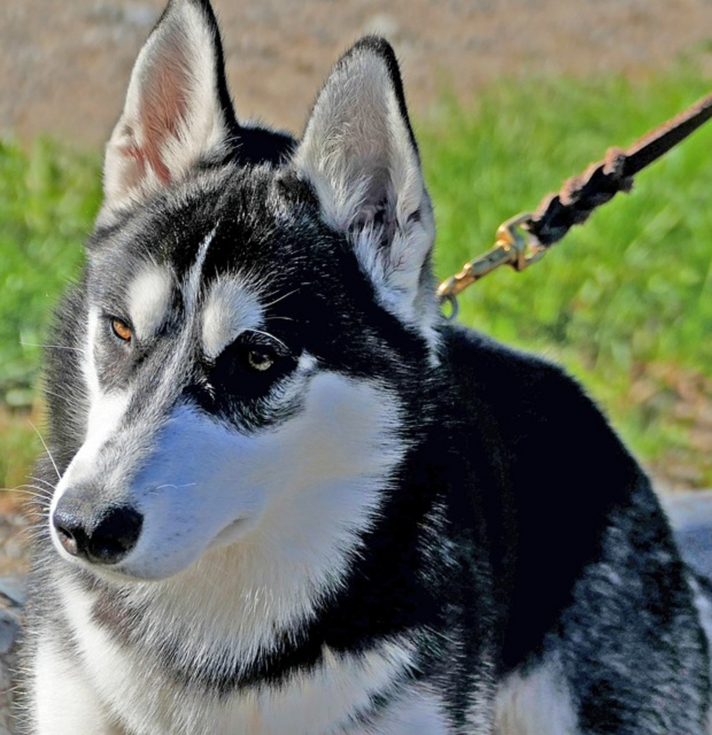 Die Behörden mahnen die Hundehalter die Verhaltensregeln, Gebote und Leinenpflicht (wo verordnet) einzuhalten. (pixabay)