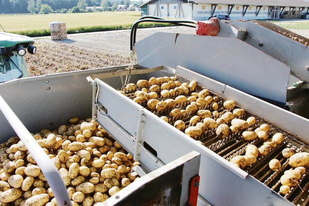 Die Ernte 2019 ist abgeräumt. Gespräche über die Abnahme der Verarbeitungskartoffeln der diesjährigen Ernte laufen.(Bild Hans Rüssli)