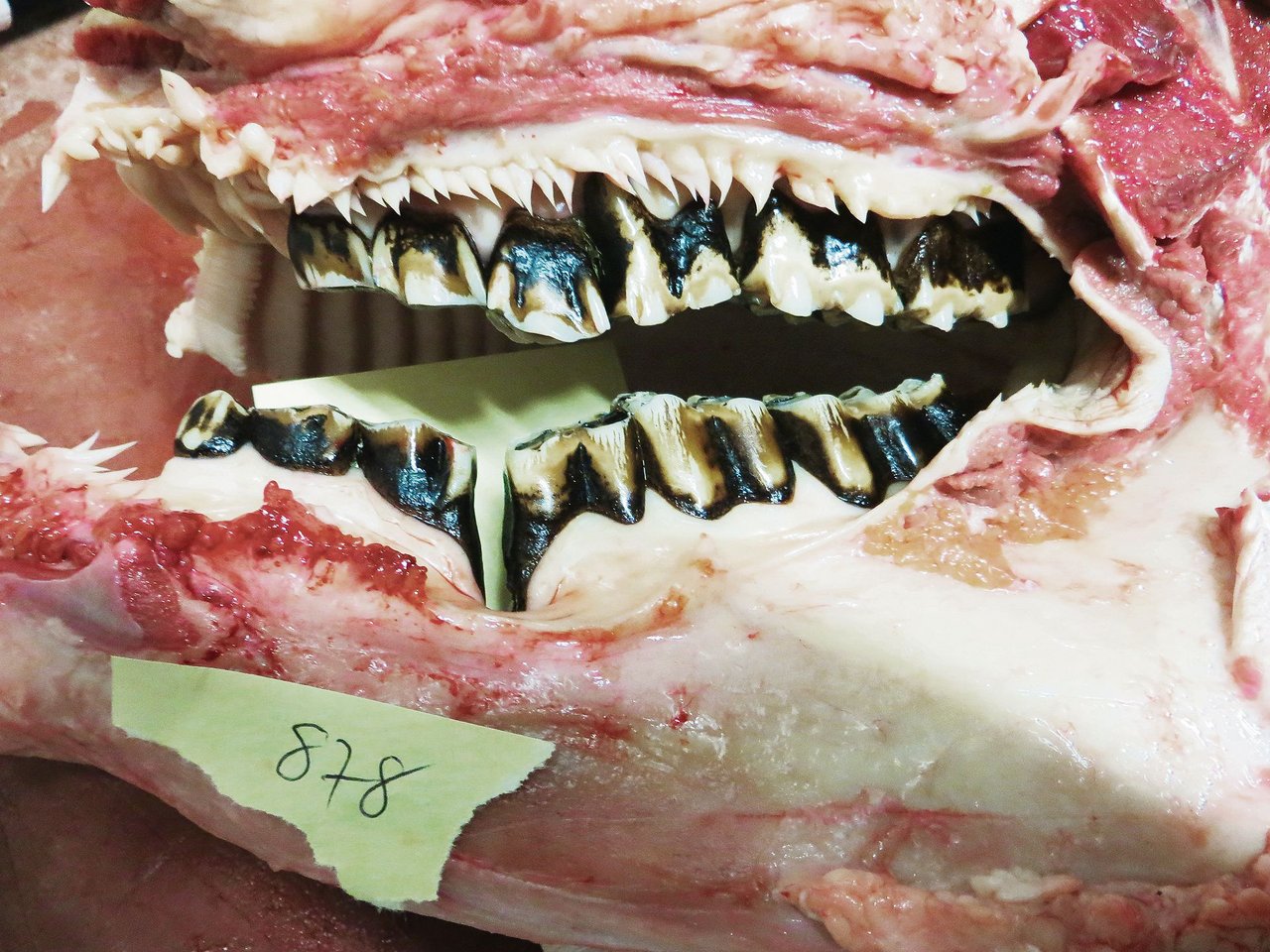Ein sogenanntes Wellengebiss mit stark vergrössertem Zahnzwischenraum (Diastema) und dominant ausgebildetem Backenzahn im Oberkiefer. Dies ist schmerzhaft für das Tier; ein verändertes Fressverhalten oder eine nachlassende Leistung sind die Folgen. (Bild Johanna Probst)