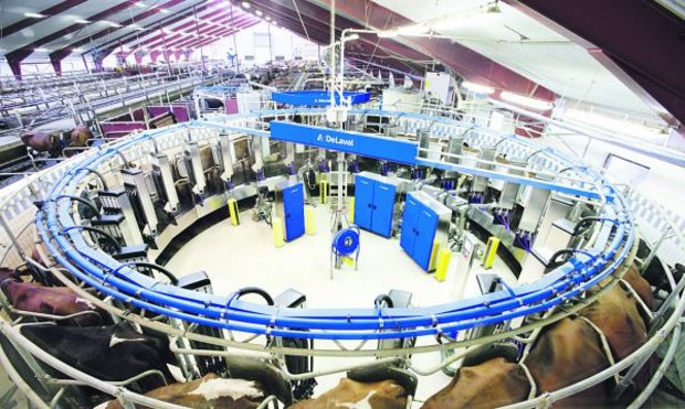 Steht so eins schon bald in Grangeneuve? Ein automatisiertes De-Laval-Karussell mit fünf Armen (zwei zum Anrüsten, zwei zum Anhängen, einer zum Zitzentauchen) in Südschweden. (Bild zVg)
