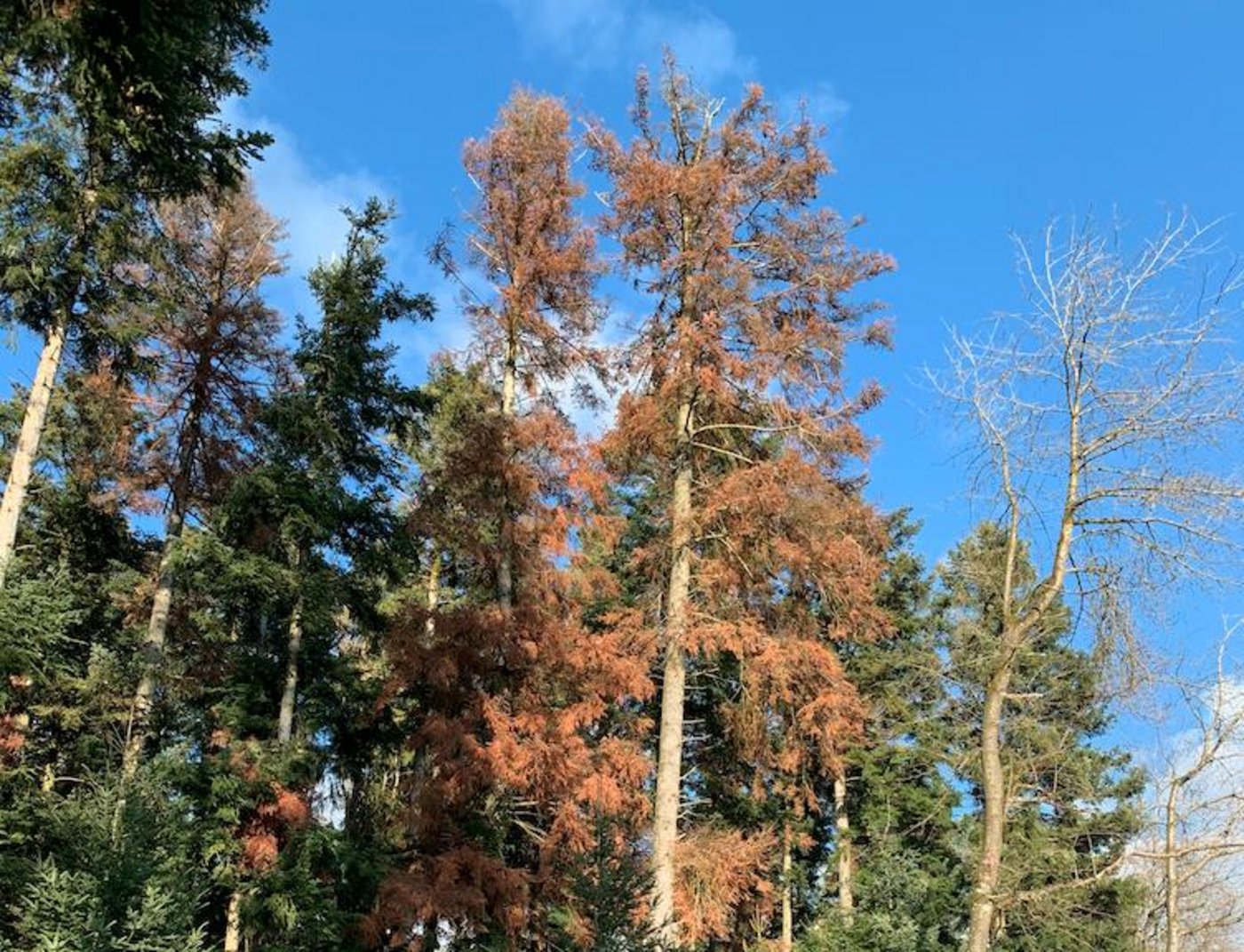 Sehr viele Parzellen vor allem in untern Lagen seien geschwächt von den Stürmen und dem trockenen Wetter im letzten Jahr. (Bild Josef Scherer)