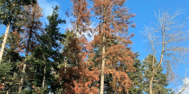 Sehr viele Parzellen vor allem in untern Lagen seien geschwächt von den Stürmen und dem trockenen Wetter im letzten Jahr. (Bild Josef Scherer)