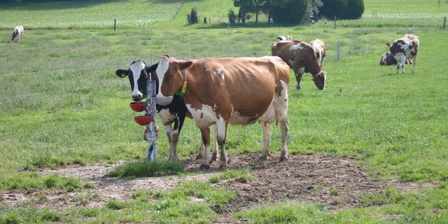 Eine Begrenzung der Herdengrösse sei sinnvoll, da sie ein entscheidender Faktor für das Tierwohl sei. (Bild BauZ)