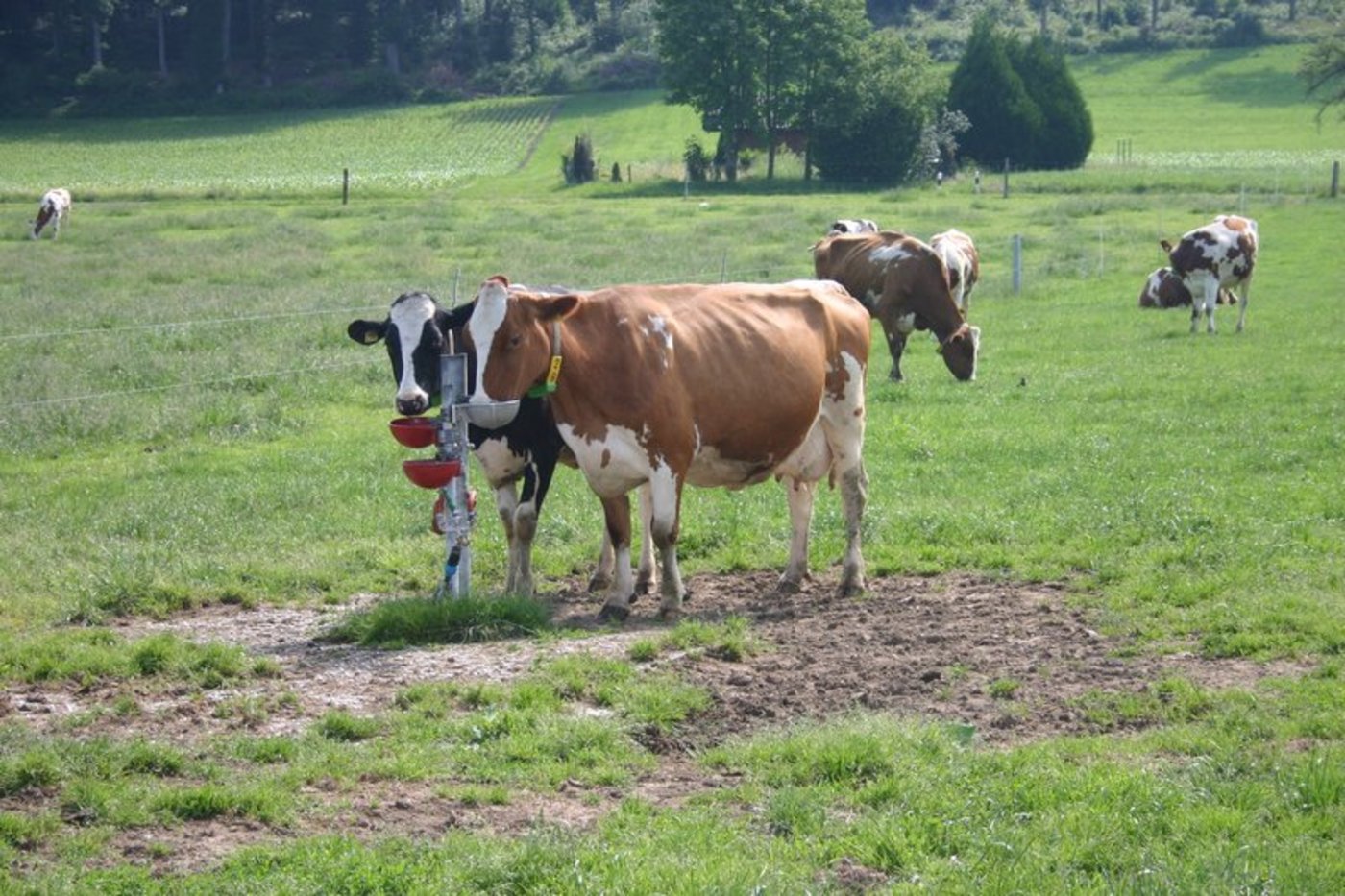Eine Begrenzung der Herdengrösse sei sinnvoll, da sie ein entscheidender Faktor für das Tierwohl sei. (Bild BauZ)
