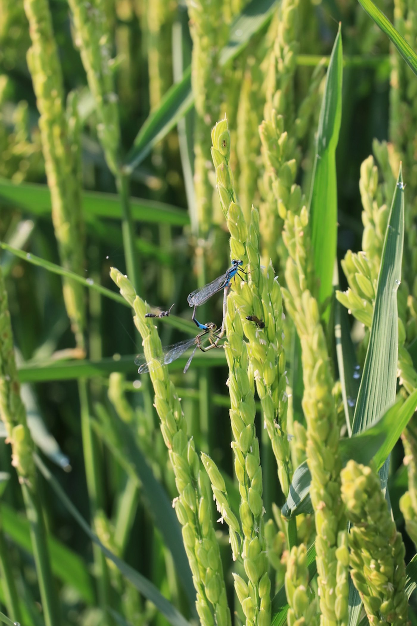 Libellen und Wildbienen.