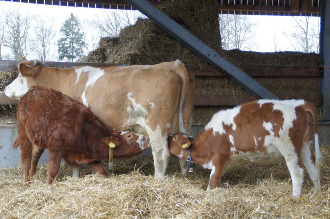 Die heutige Gesetzgebung sieht nicht vor, dass das Kalb an der Kuh säuft, wenn gleichzeitig die Milch als Lebensmittel in den Verkehr gebracht wird. (Bild mw)