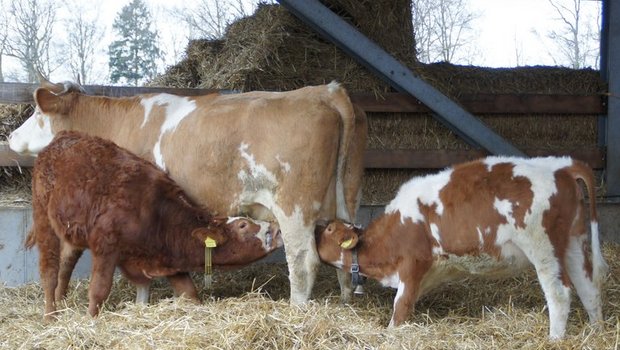 Die heutige Gesetzgebung sieht nicht vor, dass das Kalb an der Kuh säuft, wenn gleichzeitig die Milch als Lebensmittel in den Verkehr gebracht wird. (Bild mw)