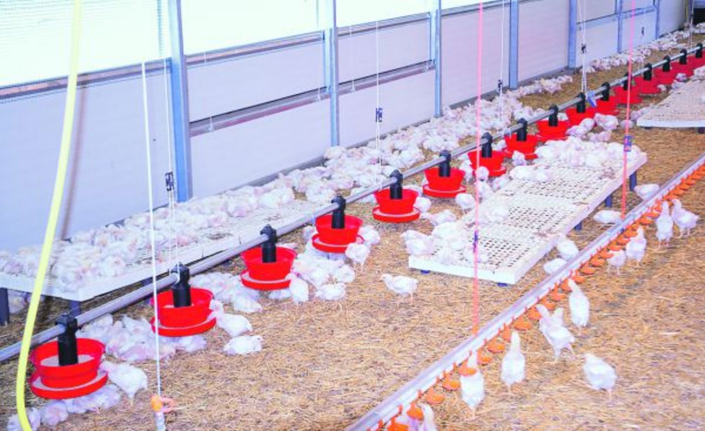 Die Küken im Stall sind gerade einmal drei Wochen alt. (Bilder Heidy Beyeler)