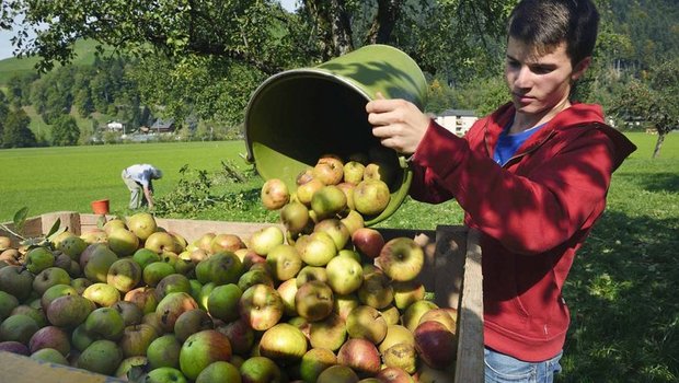 Ein Jugendlicher im Agriviva-Einsatz, früher hiess das «Landdienst». (Bild Agriviva)