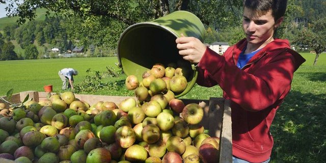 Ein Jugendlicher im Agriviva-Einsatz, früher hiess das «Landdienst». (Bild Agriviva)