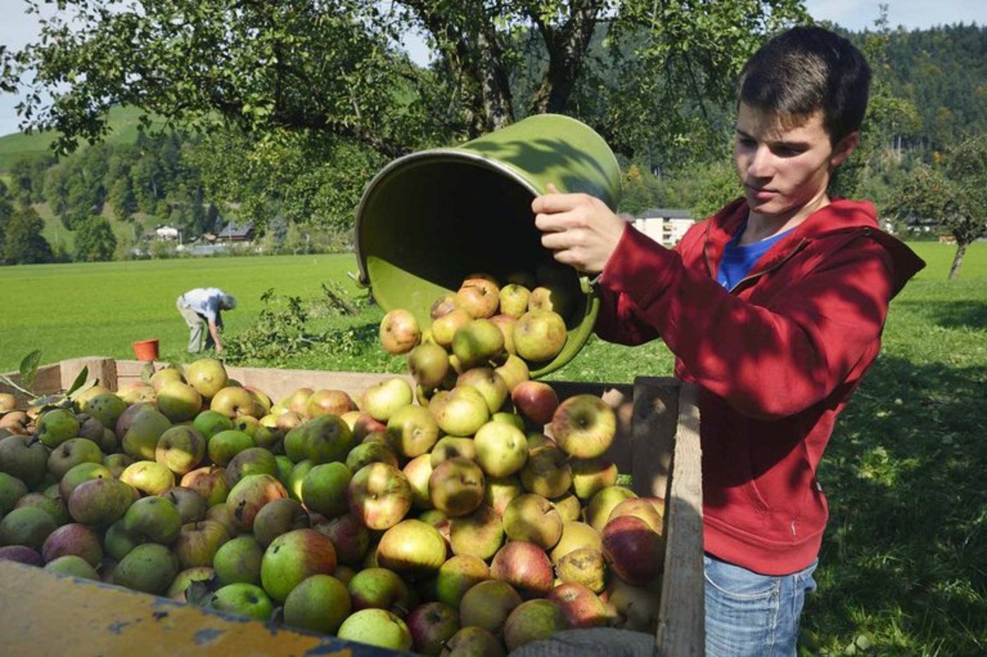 Ein Jugendlicher im Agriviva-Einsatz, früher hiess das «Landdienst». (Bild Agriviva)