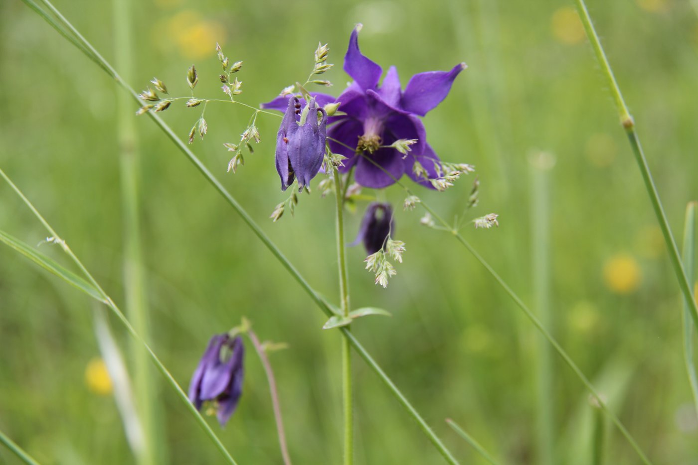 Auch die giftige Akelei konnte man in der Wiese finden.