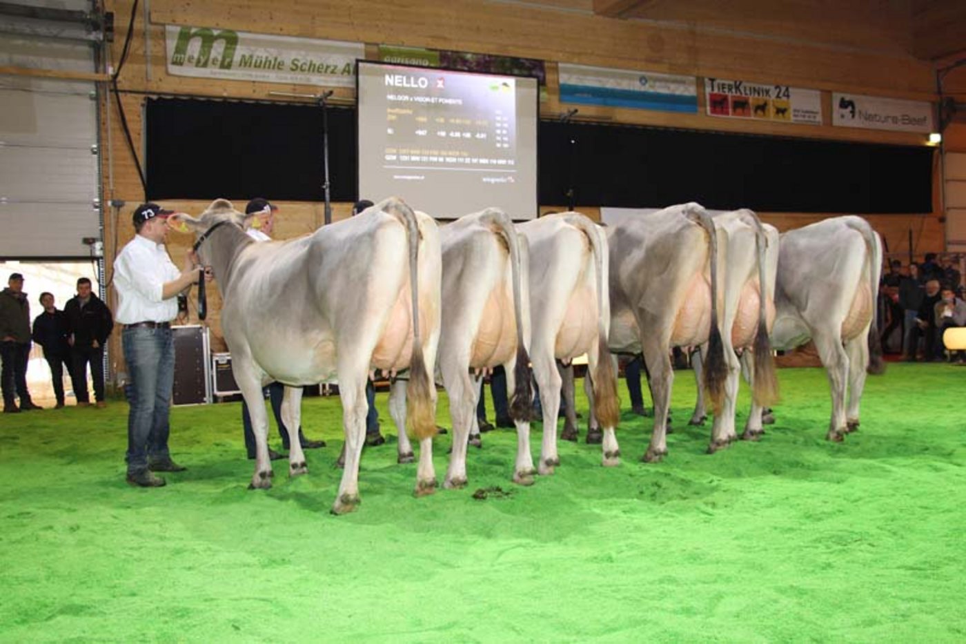 Töchtervon Brownswiss-Stier Nello.