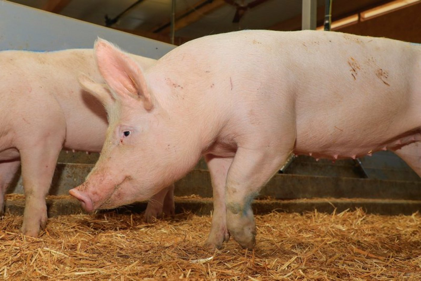 Während die Afrikanische Schweinepest für Wild- und Hausschweine meist tödlich endet, ist sie für Menschen ungefährlich. (Bild Peter Röthlisberger)