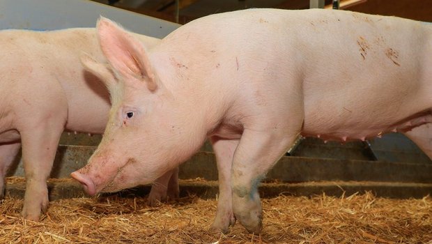 Während die Afrikanische Schweinepest für Wild- und Hausschweine meist tödlich endet, ist sie für Menschen ungefährlich. (Bild Peter Röthlisberger)