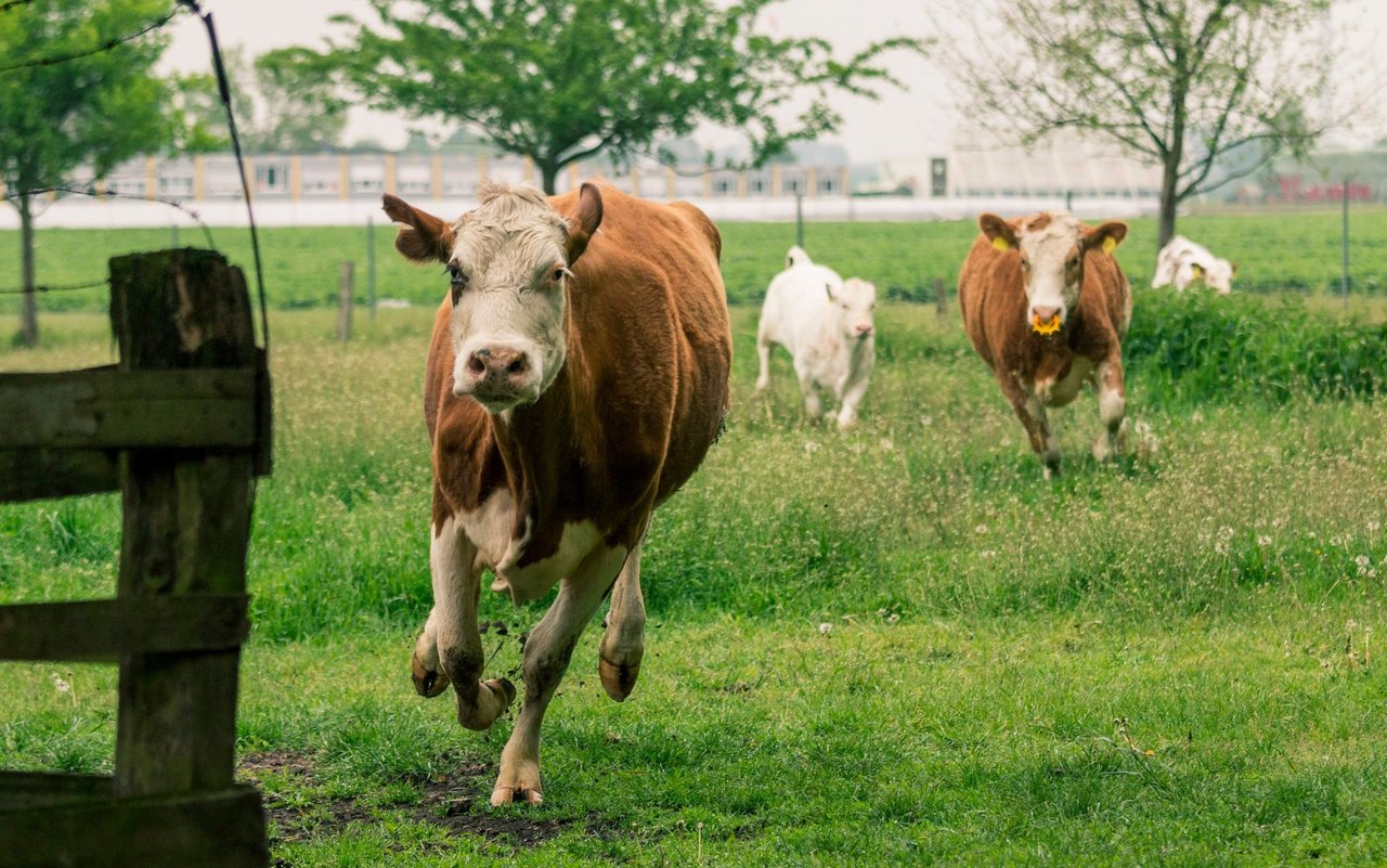 Können Kühe mit unruhigem Verhalten Erdbeben oder andere Naturkatastrophen vorhersagen?