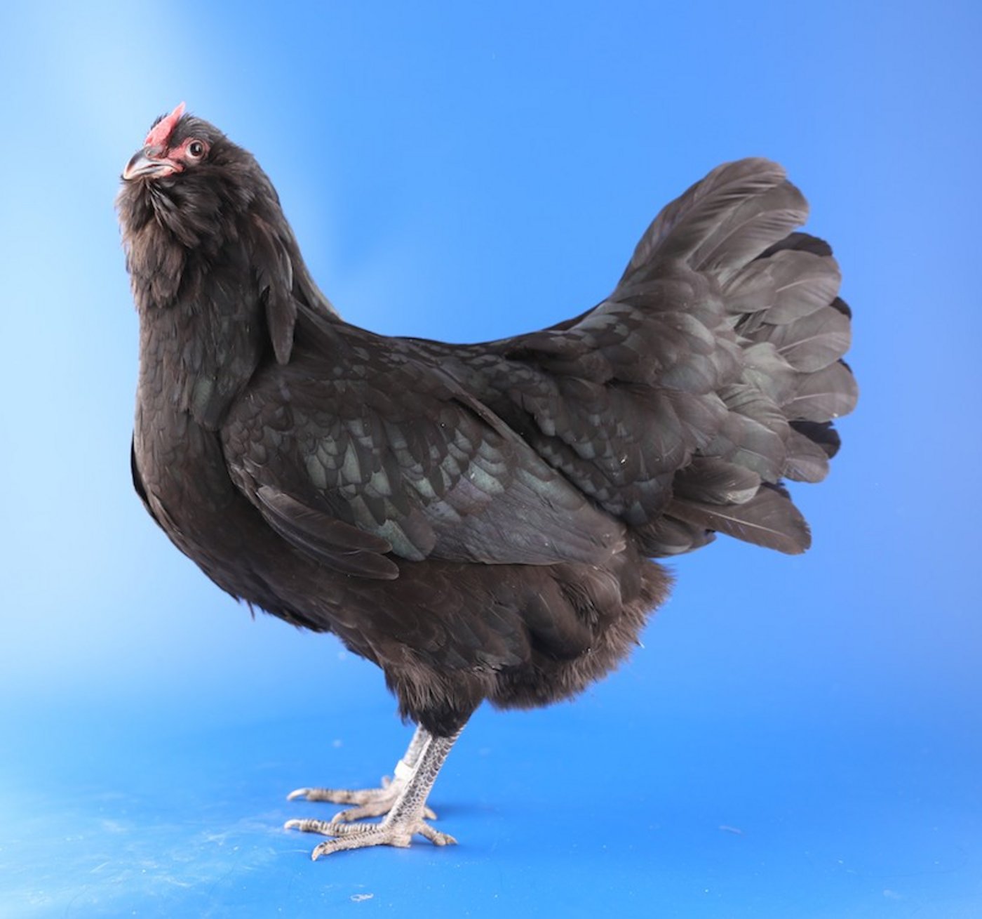 Henne der Appenzeller Barthühner.