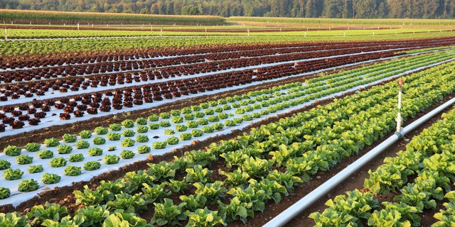 Vom intensiven Gemüsebaubetrieb (Bild) bis  zur Alpwirtschaft – die St. Galler Landwirtschaft ist vielfältig. Im Bericht «Perspektiven der St. Galler Landwirtschaft» präsentiert die Kantonsregierung eine umfassende Bestandesaufnahme. Die vorberatende Kommission des Kantonsparlaments fordert die Regierung auf, weitere Fragen abzuklären und in der Strukturpolitik aktiver zu werden. (Bilder zVg)