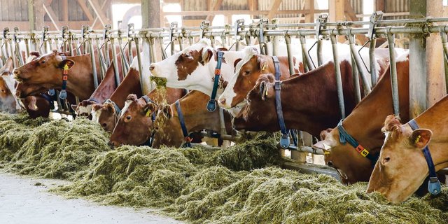 Eine gezielte Fütterung stärkt das Immunsystem und reduziert Klauenerkrankungen beim Rindvieh.(Symbolbild Ruth Aerni)