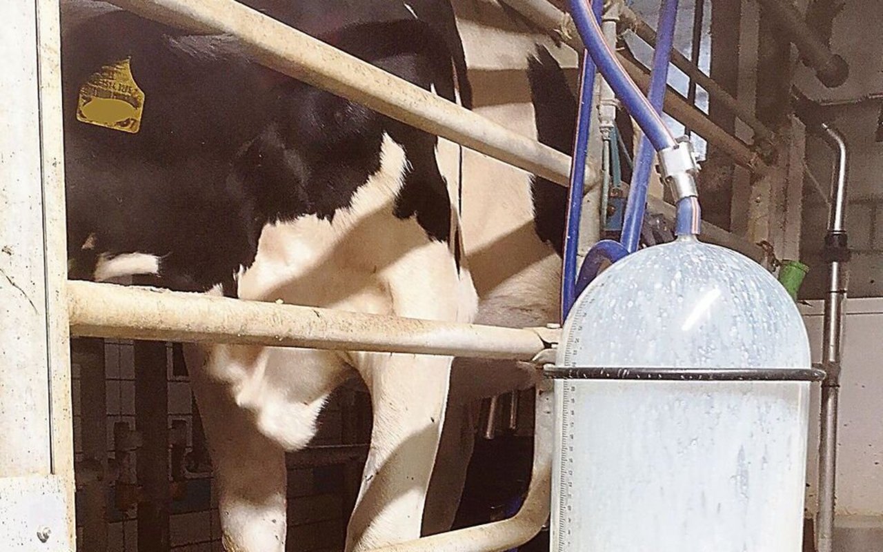 Weil sie beim Melken Kraftfutter bekommen, gehen frisch gekalbte Rinder gerne durch den Melkstand.