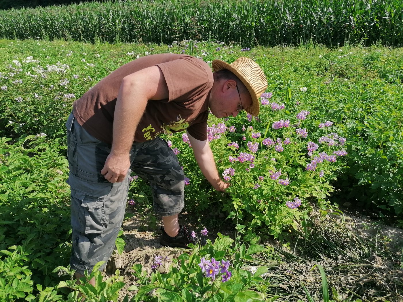 «Diese Pflanzen kann man auch einfach als Dekoration verwenden» sagt Stefan Griesser und zupft eine Blüte aus, um zu erklären, wie man diploide von tetraploiden Pflanzen unterscheidet. (Bild Belinda Balmer)