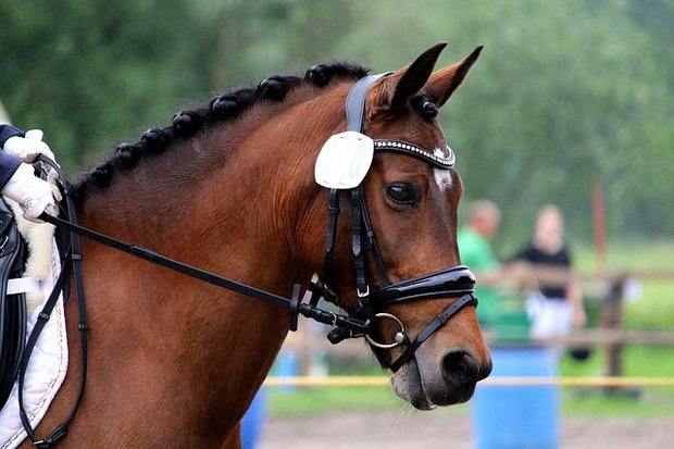 Pferde werden an Turnieren nicht immer vorschritfsgemäss behandelt. (Bild pixabay)