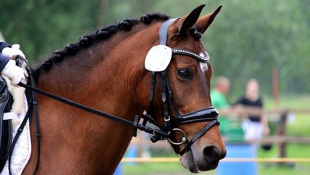 Pferde werden an Turnieren nicht immer vorschritfsgemäss behandelt. (Bild pixabay)