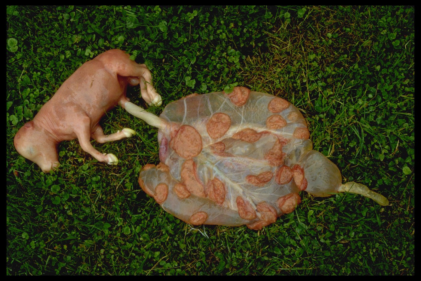 Neospora caninum verursacht bei trächtigen Tieren häufig Aborte. Auf der Plazenta sind die durch den Parasiten verursachten Zysten deutlich zu sehen. 