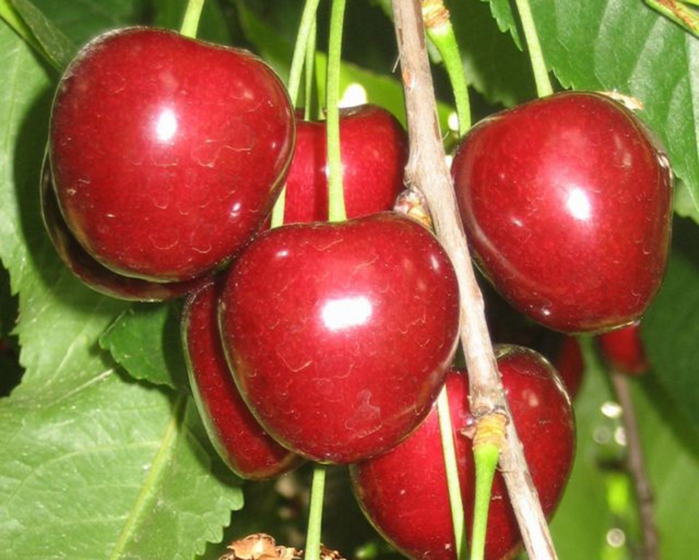 Die Kirschenernte fällt dieses Jahr voraussichtlich durchschnittlich aus. (BIld Vinzenz Bütler/landwirtschaft.ch) 