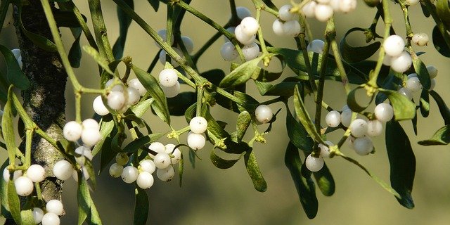 Misteln galten schon bei den Kelten als Symbol für Fruchtbarkeit und Vitalität - heute sind sie oft Teil der Weihnachtsdekoration. (Bild Pixabay)