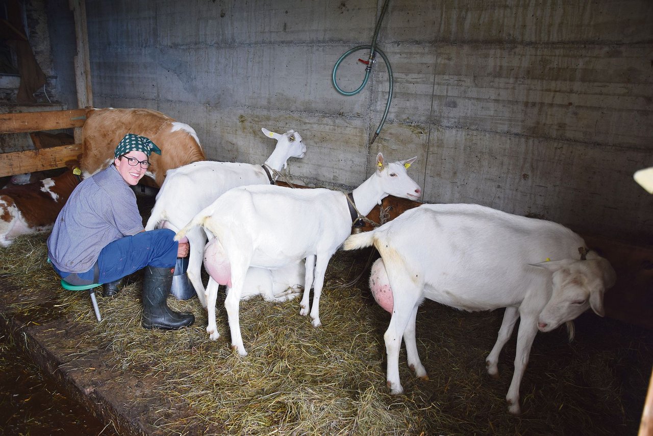 Monika Klötzli beim Ziegenmelken. Die ausgebildete Landwirtin liebt die Arbeit auf der Alp. 