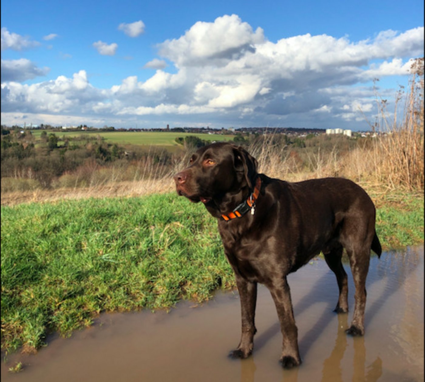 Moderate Temperaturen und Nässe – das Wetter in diesem Sommer hat sicher nicht dazu beigetragen, dass Paul nicht viele Zecken hatte. (Bild: Lisa McKenna)